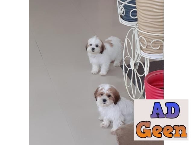 used Shih tzu puppies available for sale details call or whatsapp 6390800001 for sale 
